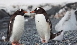 人和人交配视频,交配视频背后的科学启示